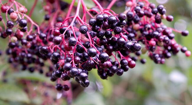 Dark blue-purple elderberries hanging on pink stems